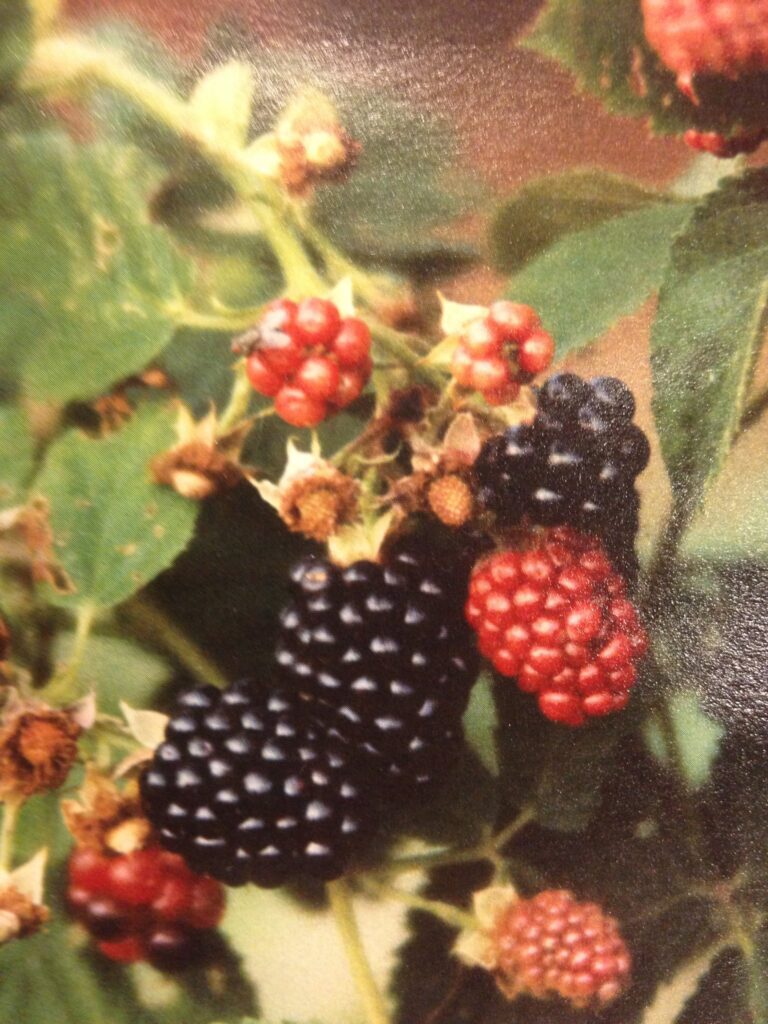 303614167 581716650315580 6742891421452600615 n 768x1024